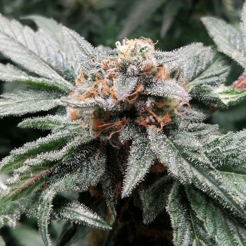 Kilmani growlog timeline photo