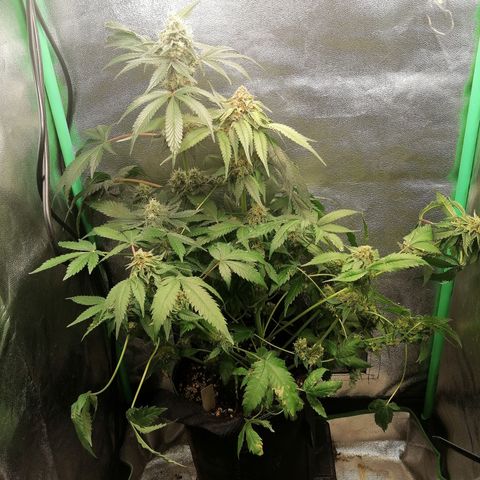 Aisha growlog timeline photo