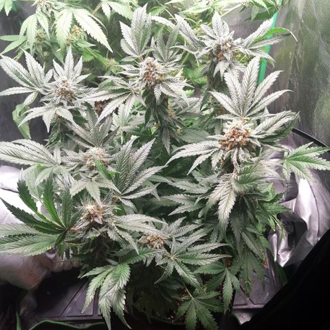 Kilmani growlog timeline photo