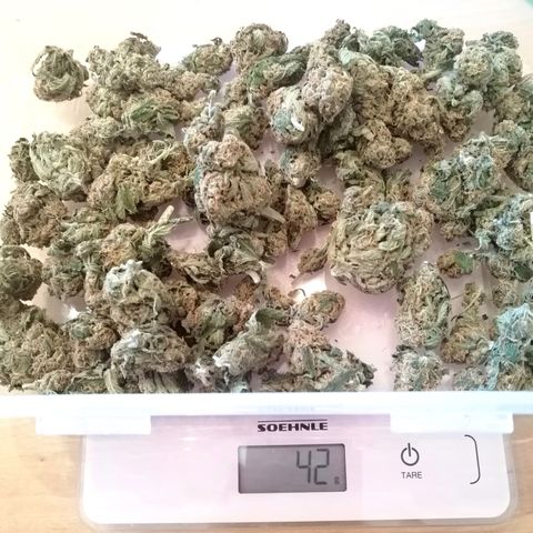 Tiana growlog timeline photo