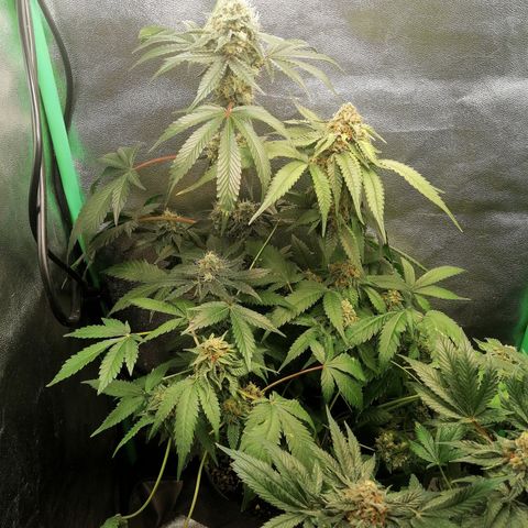 Aisha growlog timeline photo