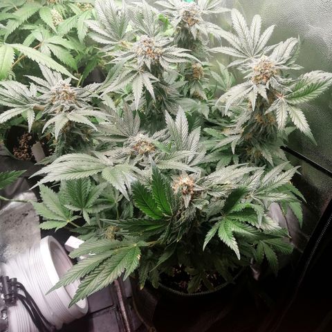 Kilmani growlog timeline photo