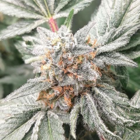 Kilmani growlog timeline photo