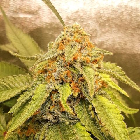 Aisha growlog timeline photo