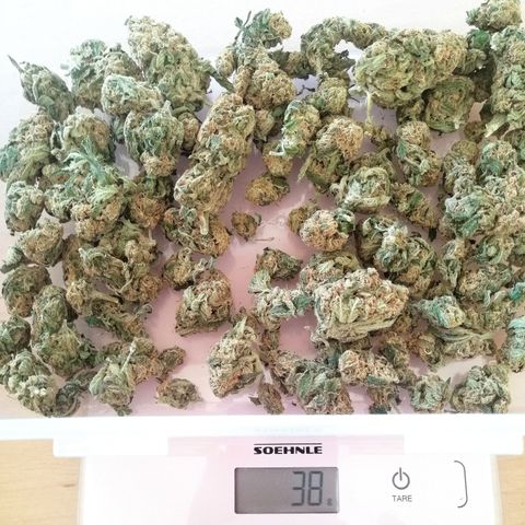 Tiana growlog timeline photo