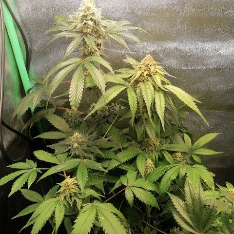 Aisha II growlog timeline photo