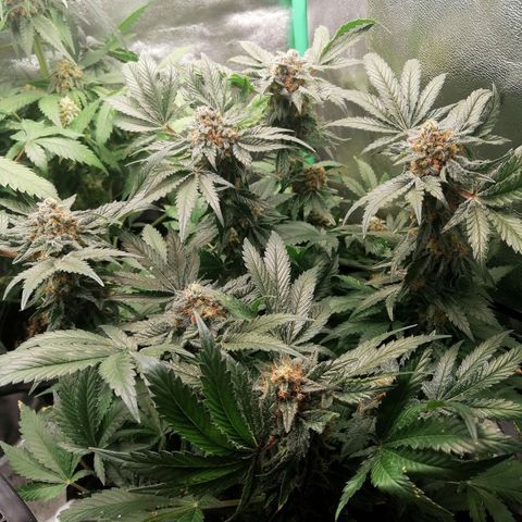 Kilmani growlog timeline photo