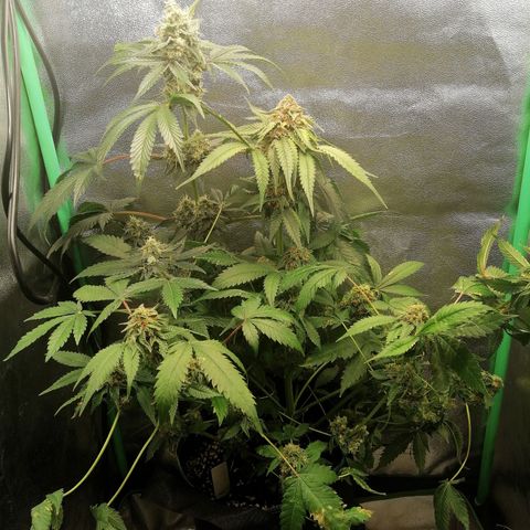 Aisha growlog timeline photo