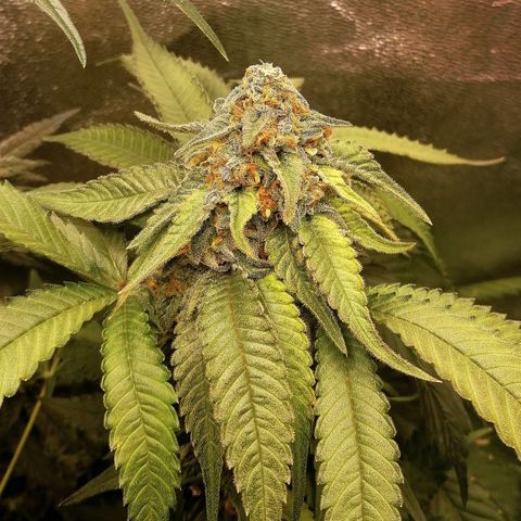 Aisha II growlog timeline photo