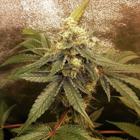 Aisha II growlog timeline photo