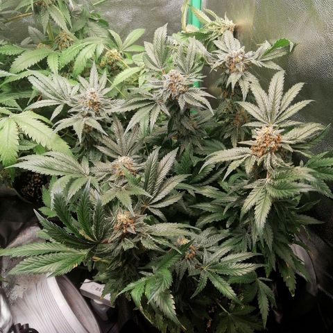 Kilmani growlog timeline photo