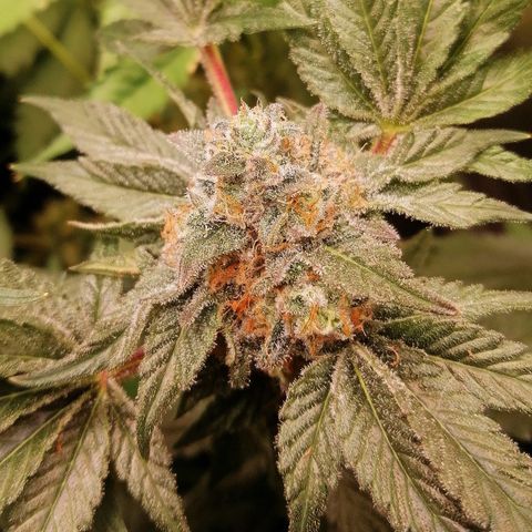 Kilmani growlog timeline photo