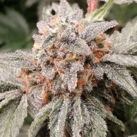Kilmani growlog timeline photo