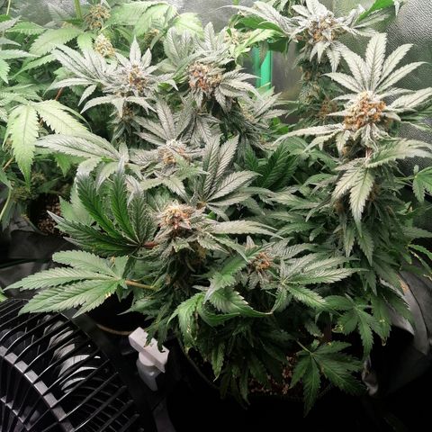 Kilmani growlog timeline photo