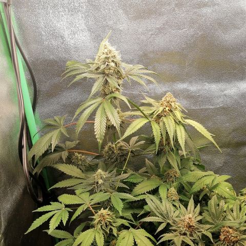 Aisha II growlog timeline photo