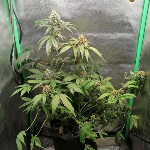 Aisha growlog timeline photo
