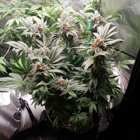 Kilmani growlog timeline photo