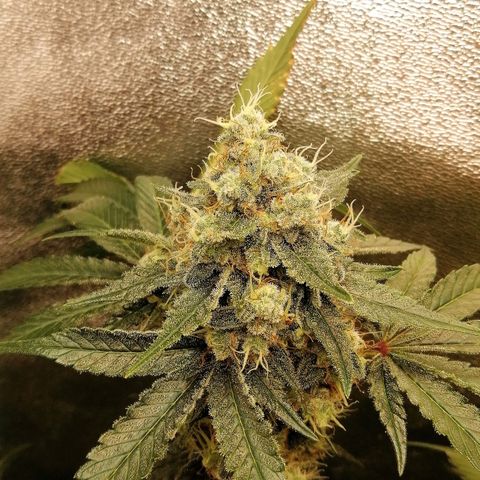 Aisha II growlog timeline photo