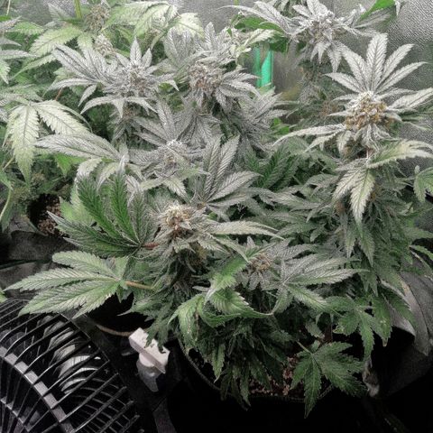Kilmani growlog timeline photo
