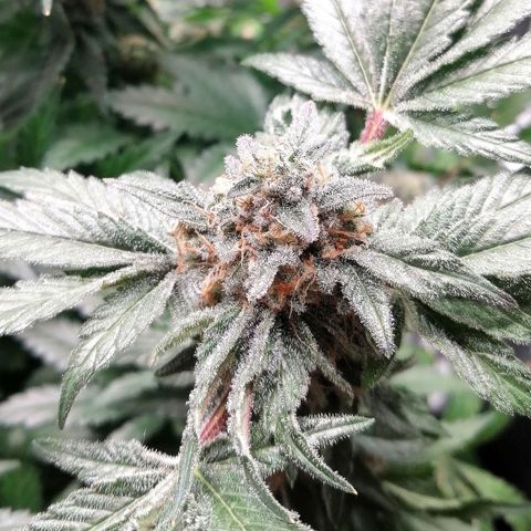 Kilmani growlog timeline photo