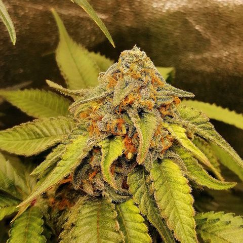Aisha growlog timeline photo