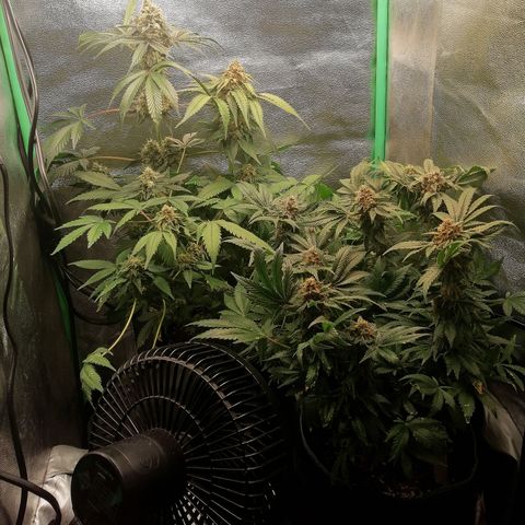 Aisha growlog timeline photo