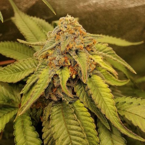 Aisha growlog timeline photo
