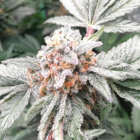 Kilmani growlog timeline photo
