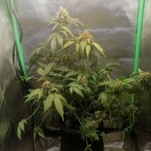 Aisha growlog timeline photo