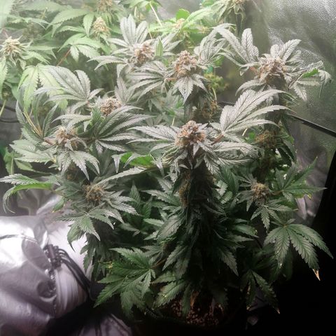 Kilmani growlog timeline photo