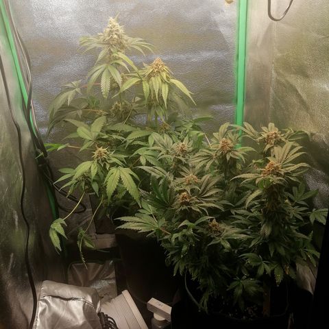 Aisha growlog timeline photo