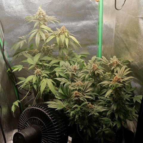 Aisha growlog timeline photo