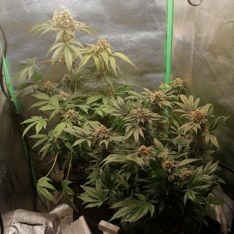 Aisha growlog timeline photo