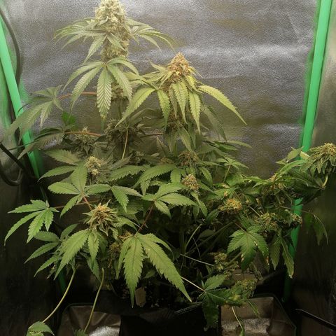 Aisha growlog timeline photo