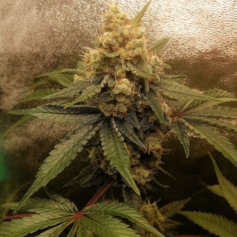Aisha II growlog timeline photo