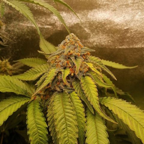Aisha growlog timeline photo