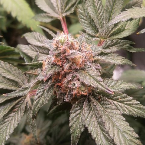 Kilmani growlog timeline photo