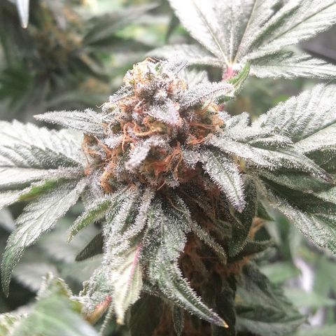 Kilmani growlog timeline photo