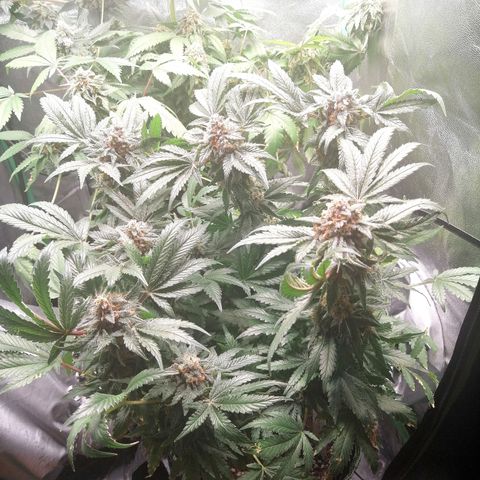 Kilmani growlog timeline photo