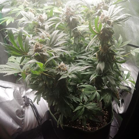 Kilmani growlog timeline photo