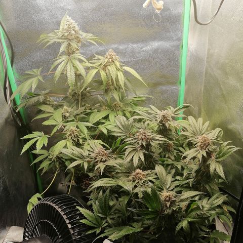Aisha growlog timeline photo