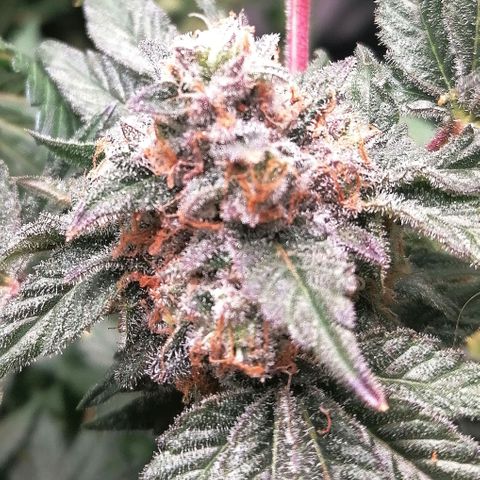 Kilmani growlog timeline photo