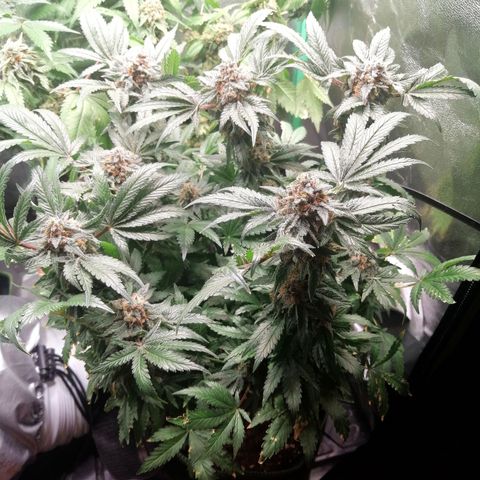 Kilmani growlog timeline photo
