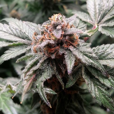 Kilmani growlog timeline photo