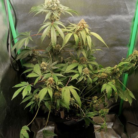 Aisha growlog timeline photo