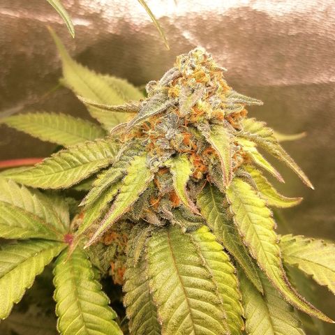 Aisha growlog timeline photo