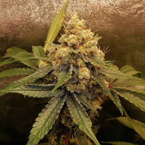 Aisha II growlog timeline photo