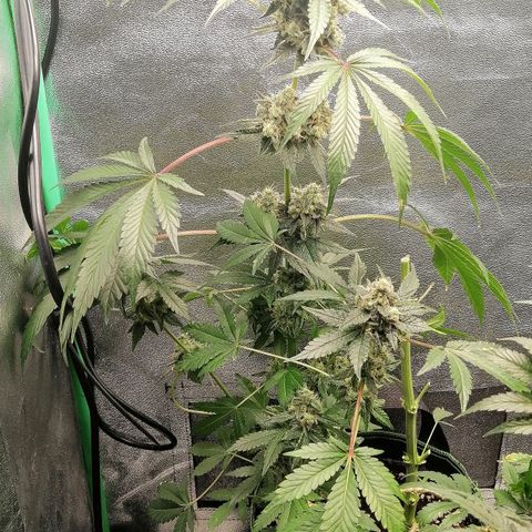 Aisha II growlog timeline photo