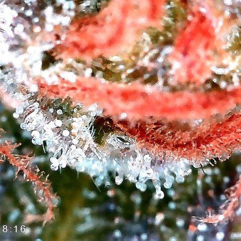 Kilmani growlog timeline photo