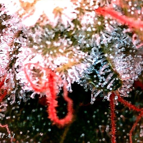 Kilmani growlog timeline photo